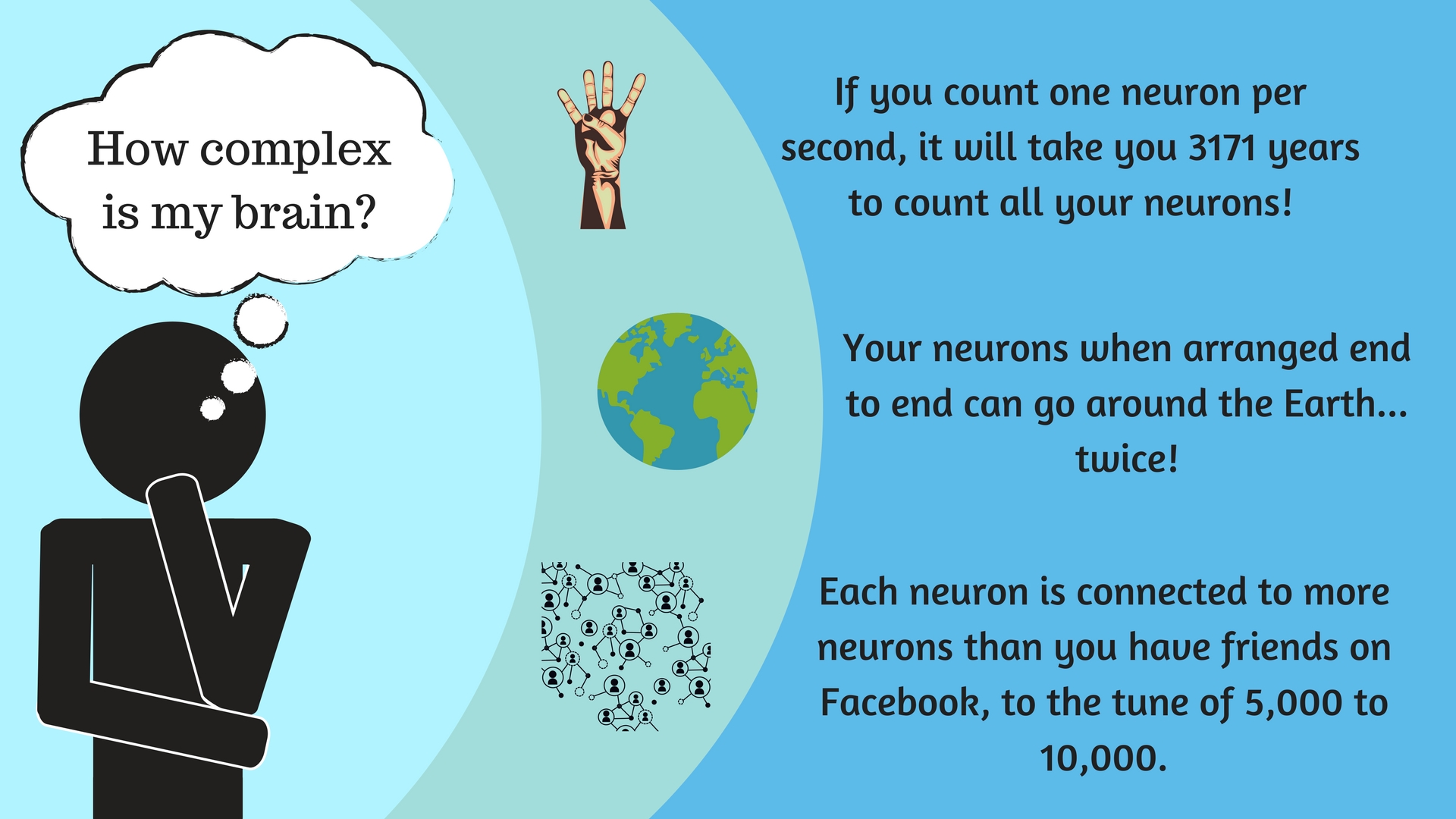 The inner workings of the human brain